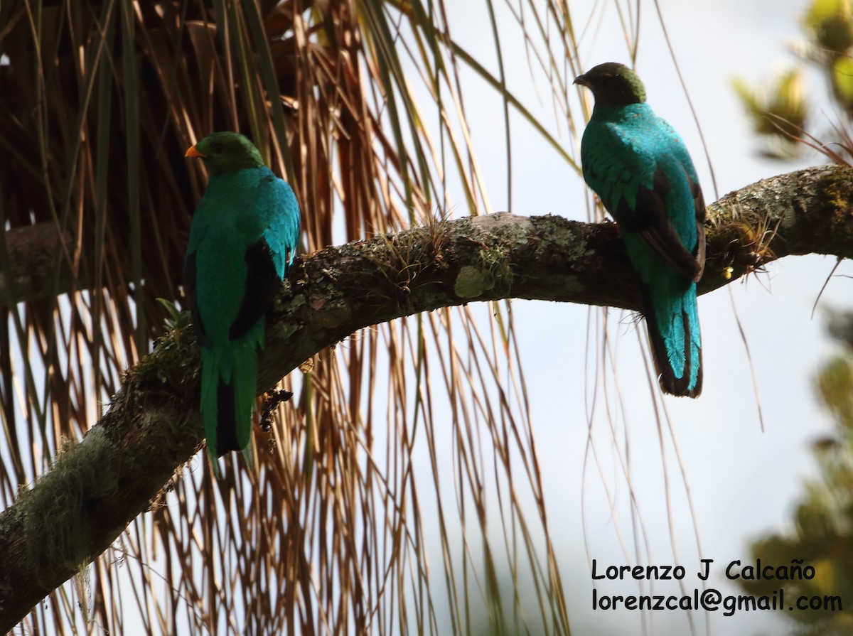 Golden-headed Quetzal - Lorenzo Calcaño