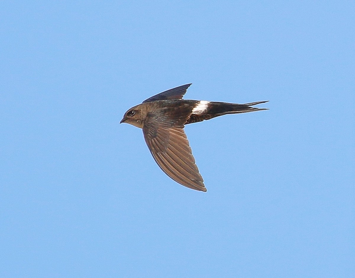 Pacific Swift - Neoh Hor Kee