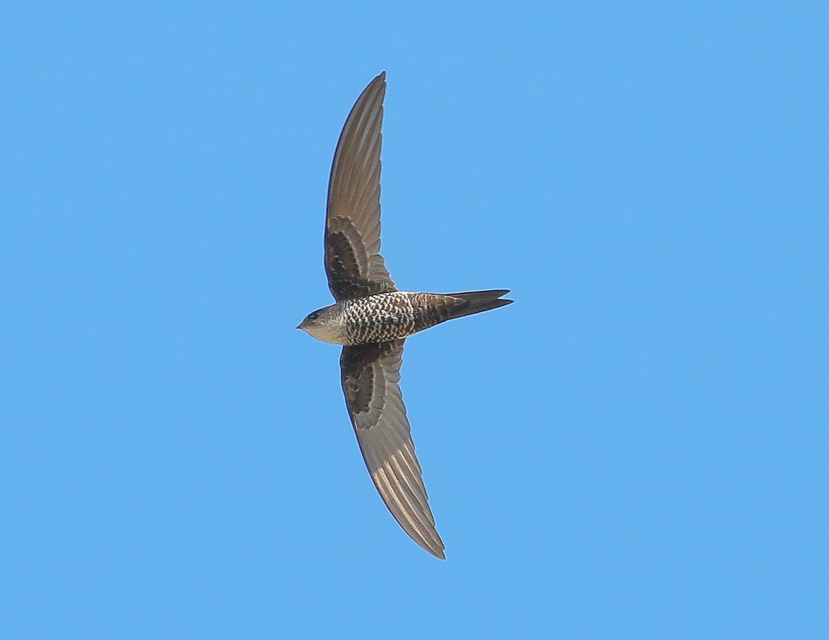 Pacific Swift - Neoh Hor Kee