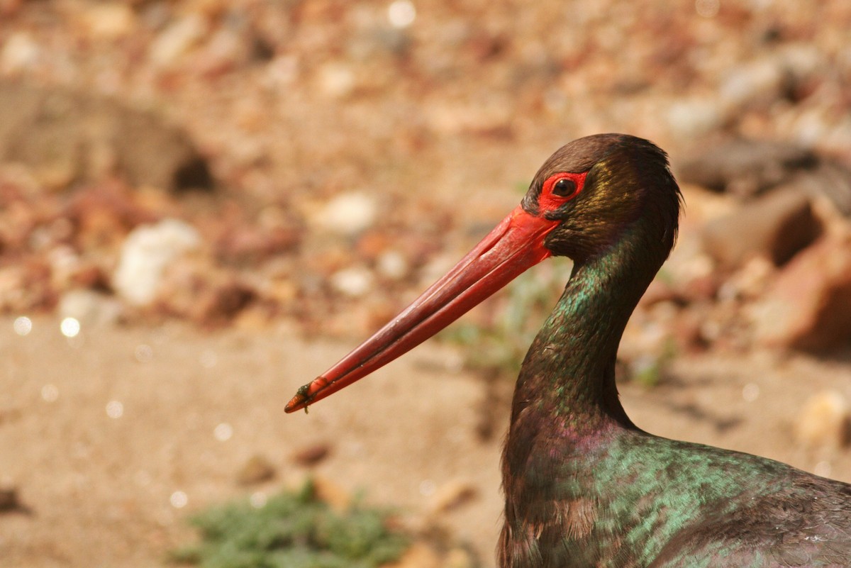 Black Stork - Mohan Kumar M