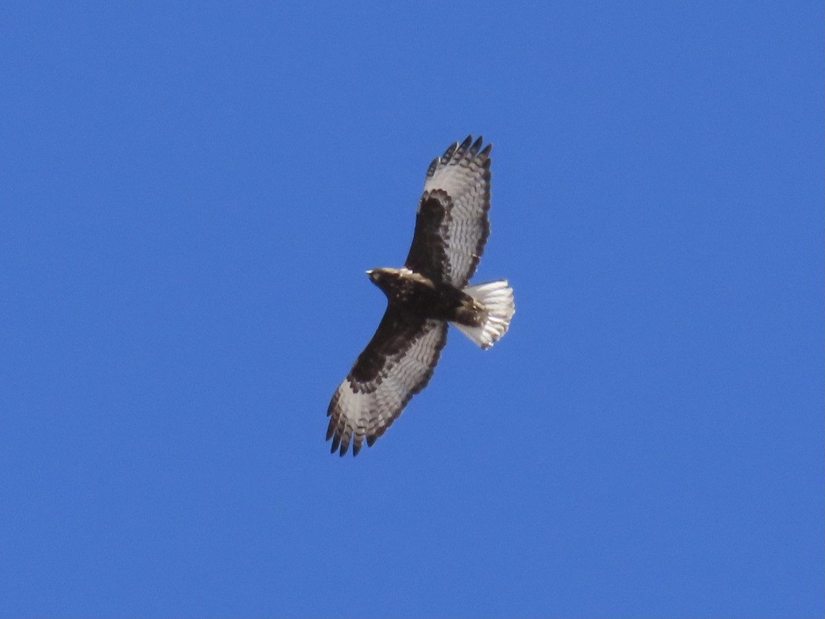 Rotschwanzbussard (harlani) - ML309992171