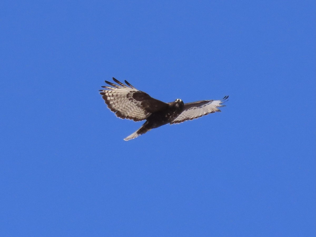 Rotschwanzbussard (harlani) - ML309992181