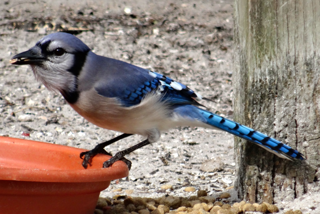 Blue Jay - ML30999251