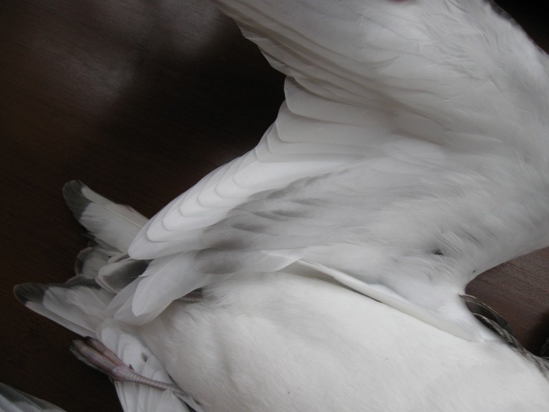 Sabine's Gull - ML309992521