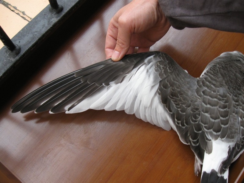 Sabine's Gull - Dermot Breen