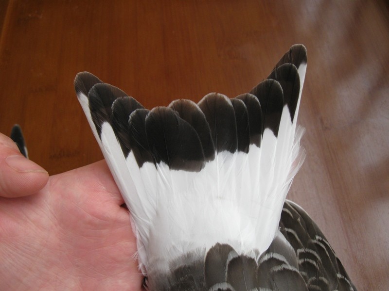 Mouette de Sabine - ML309992541