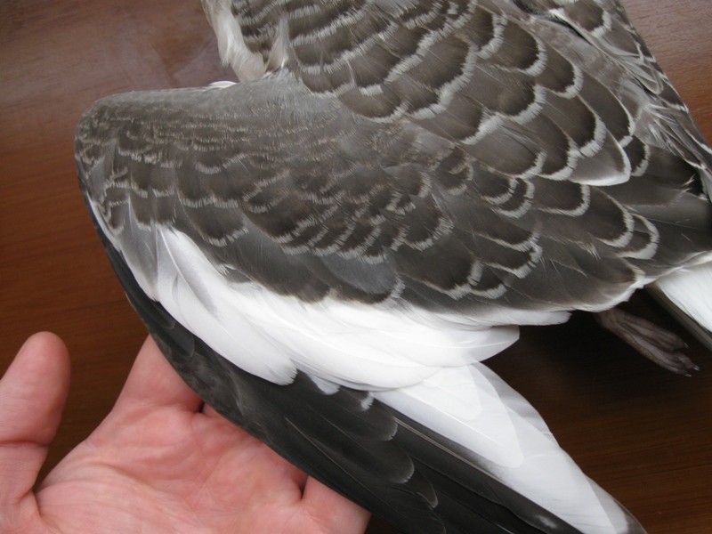 Sabine's Gull - ML309992551