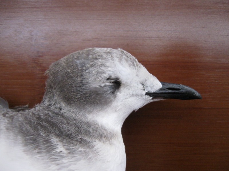 Sabine's Gull - Dermot Breen