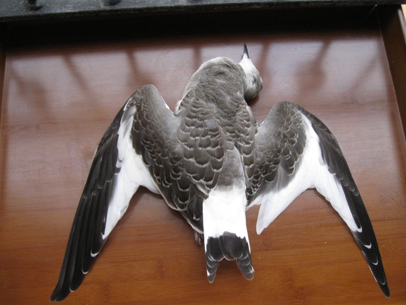 Sabine's Gull - Dermot Breen