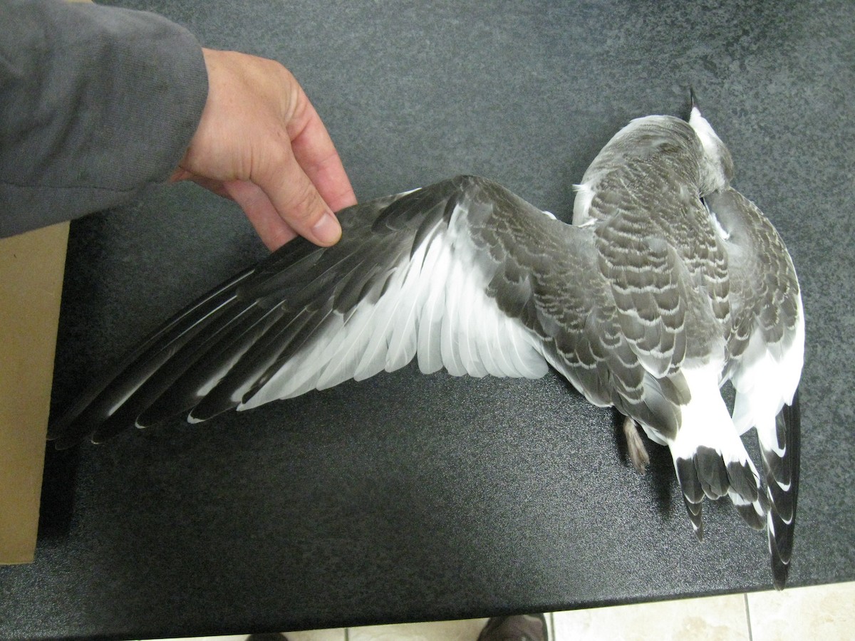 Sabine's Gull - ML309992581