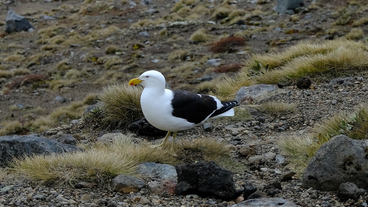 Goéland dominicain - ML309992761