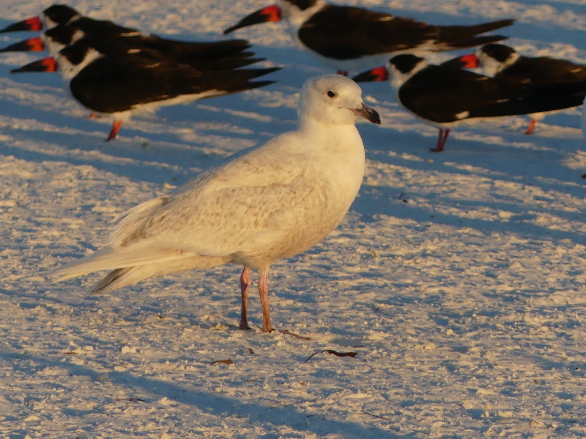 eBird Checklist - 20 Feb 2021 - Siesta Key Public Beach - 8 species