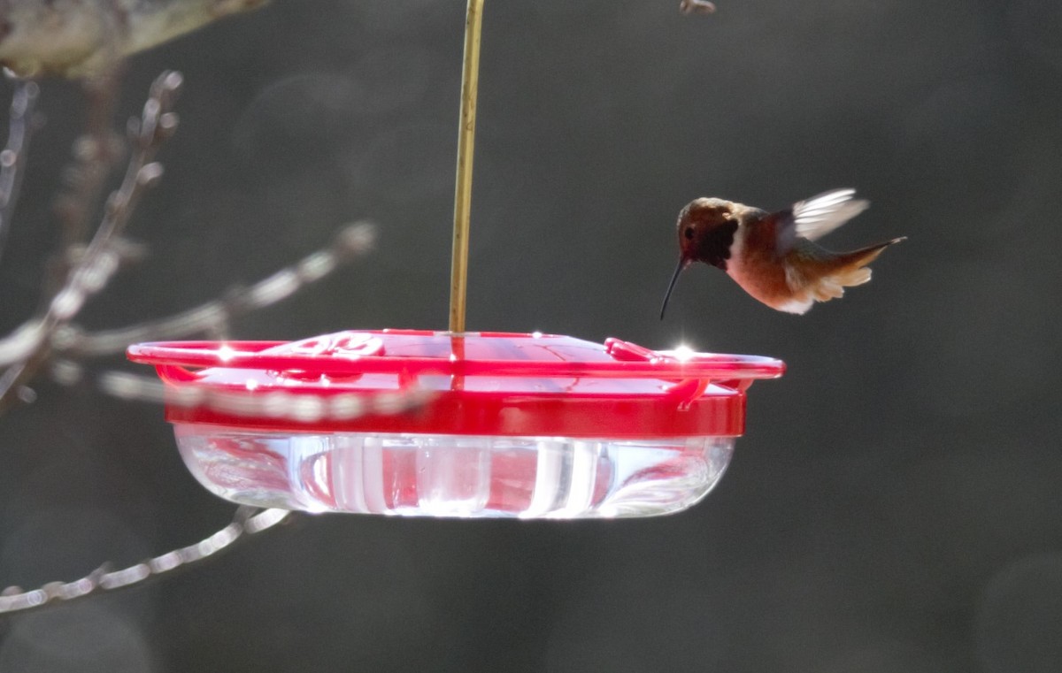 Colibrí de Allen - ML309993441