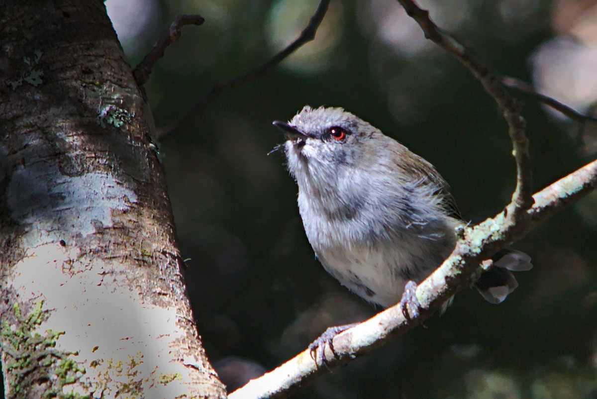 Gray Gerygone - ML309993701