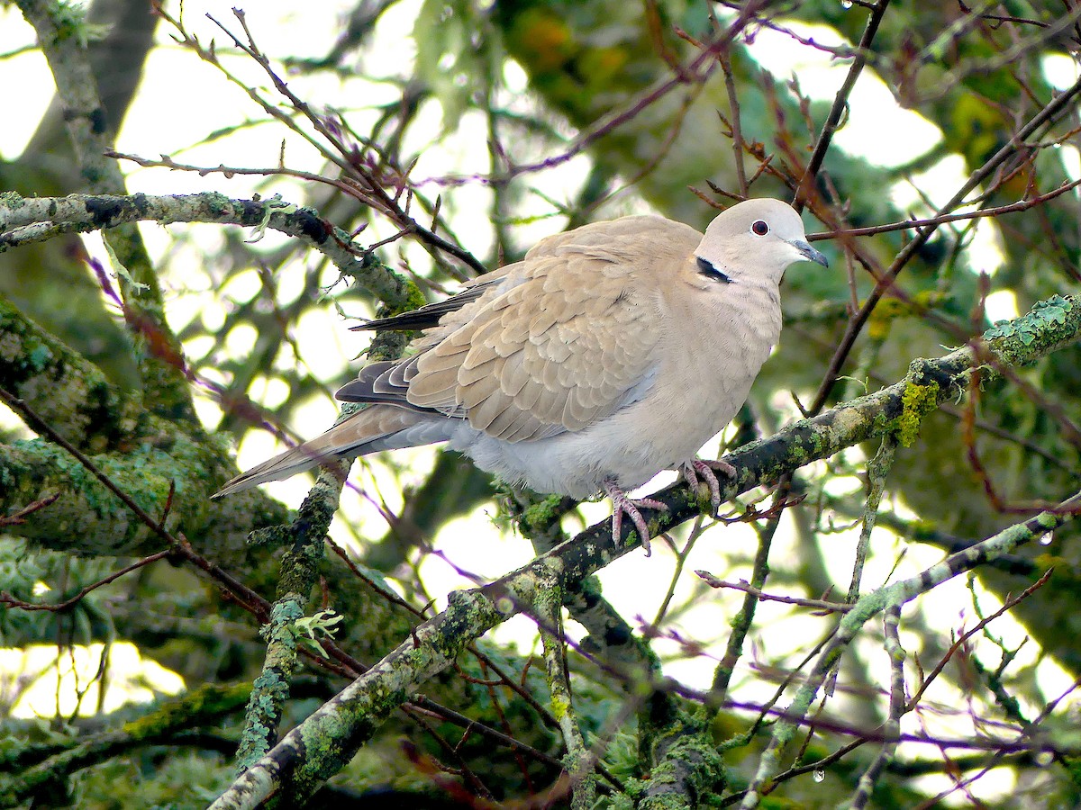 Eurasian Collared-Dove - ML309994561