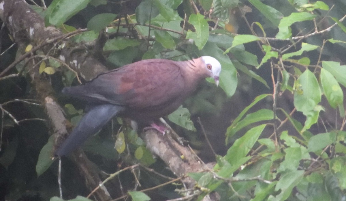 Pale-capped Pigeon - ML309994991