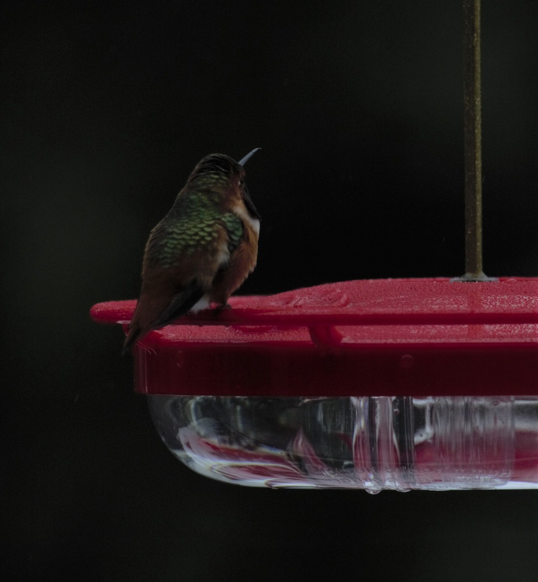 Colibrí de Allen - ML309995081