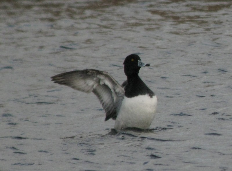 Ring-necked x Tufted Duck (hybrid) - ML309995331