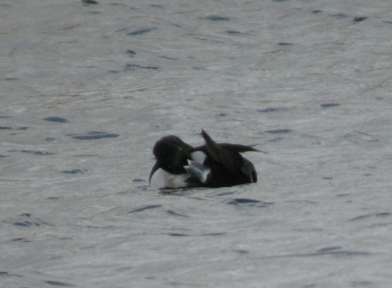 Ring-necked x Tufted Duck (hybrid) - ML309995341