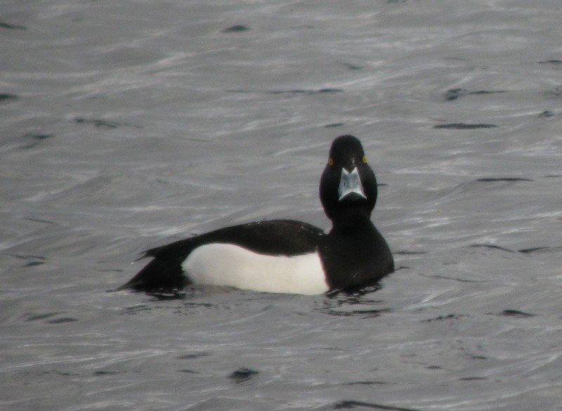 Ring-necked x Tufted Duck (hybrid) - ML309995351