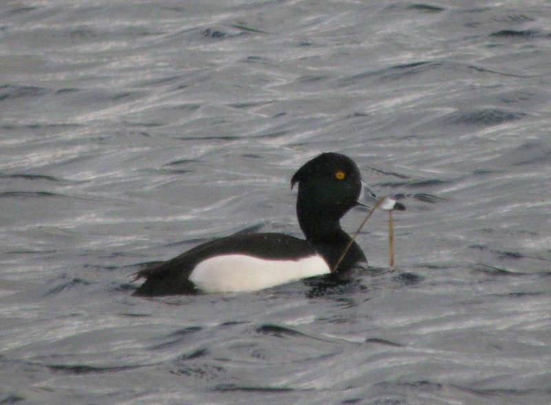 Ring-necked x Tufted Duck (hybrid) - ML309995361