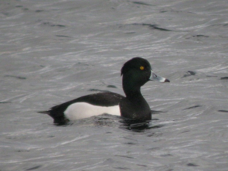 Ring-necked x Tufted Duck (hybrid) - ML309995371