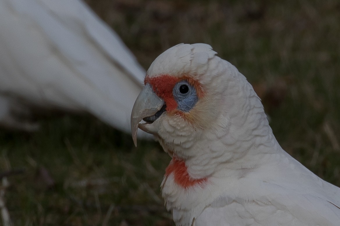 Long-billed Corella - shorty w