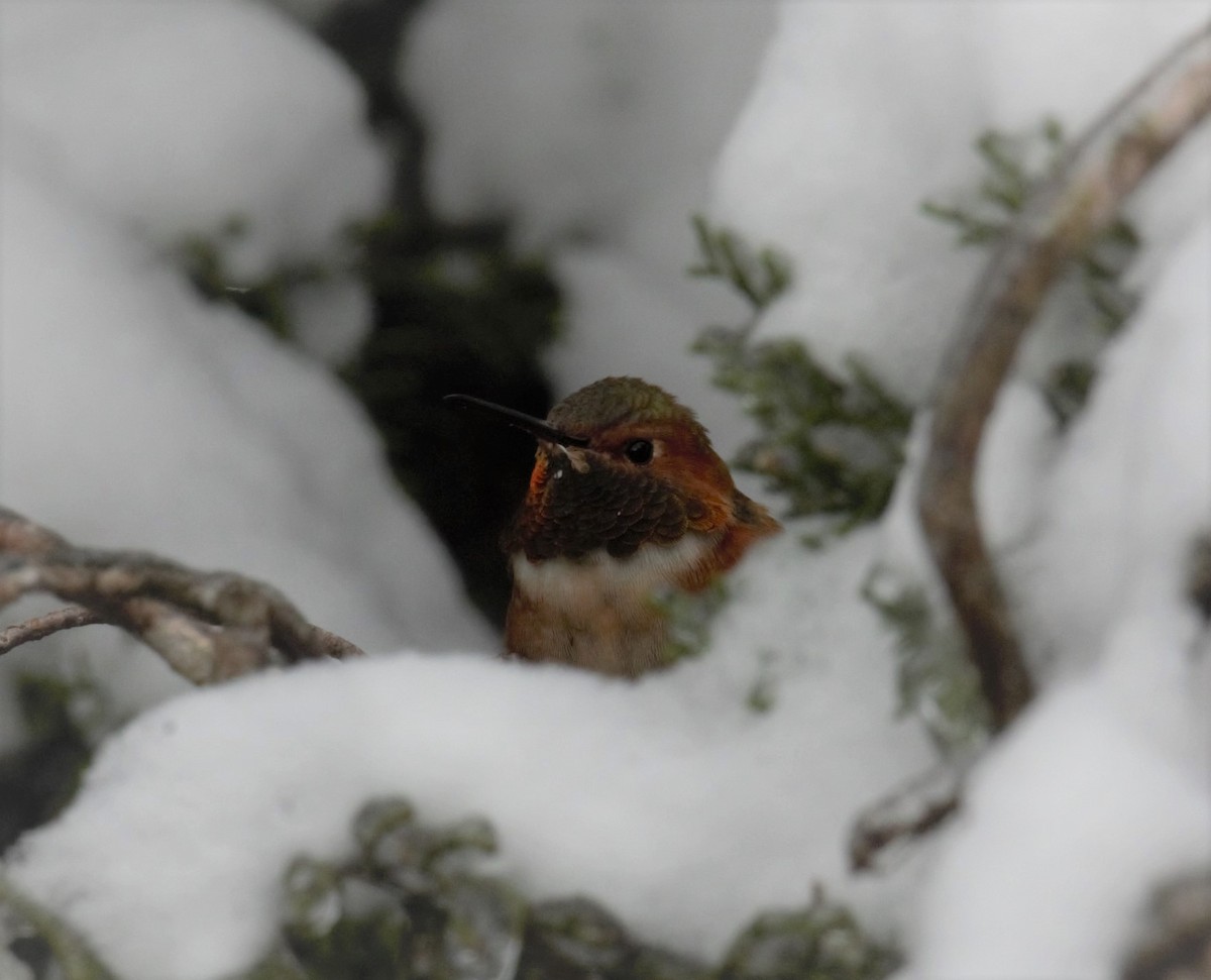 Allen's Hummingbird - M C