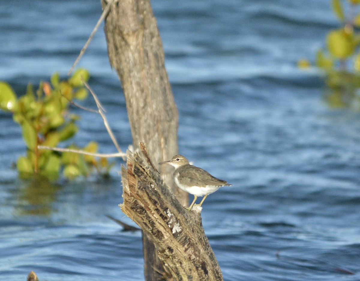 Spotted Sandpiper - Fausto Araujo