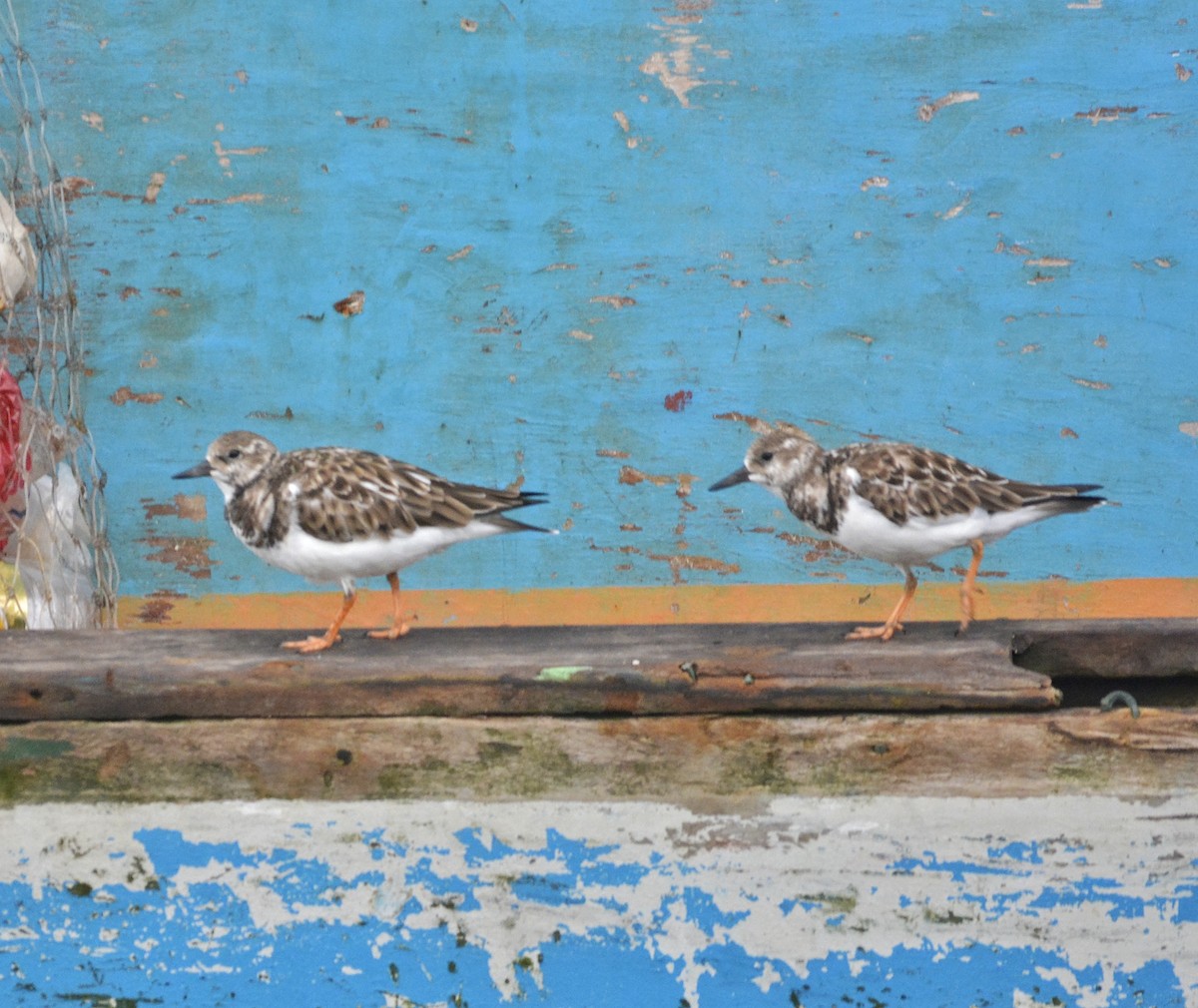 Ruddy Turnstone - ML309996521