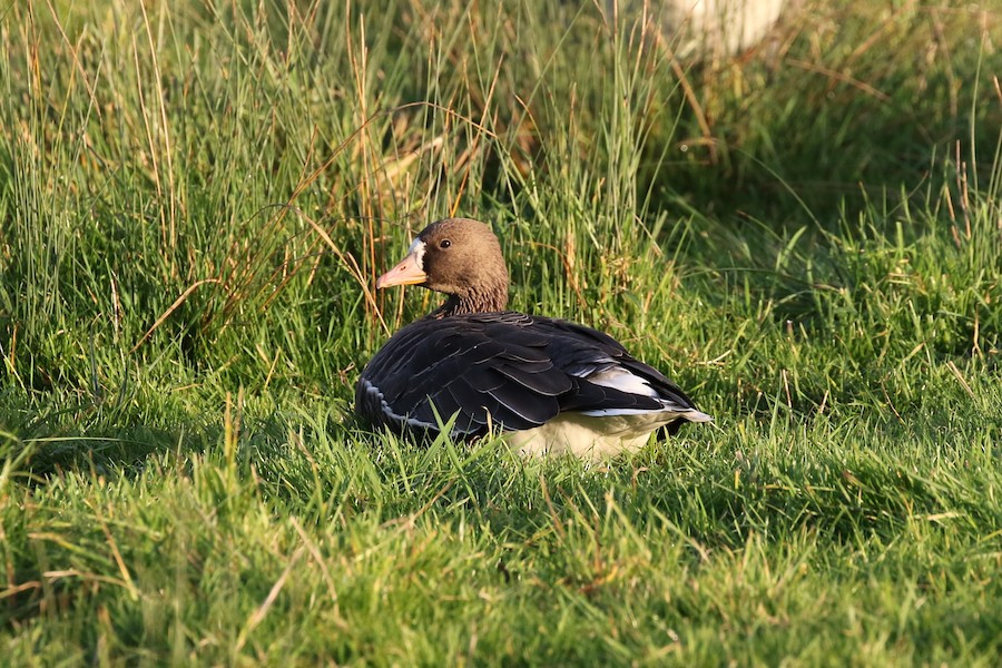 Greater White-Fronted Goose, Lee Valley--Cornmill Meadows