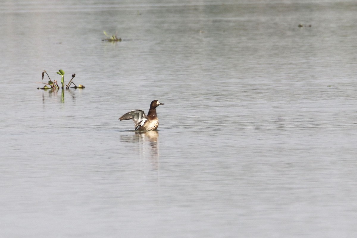 Greater Scaup - ML309998271