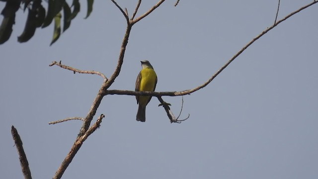 Gray-capped Flycatcher - ML309999341