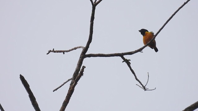 Rufous-bellied Euphonia - ML310000221