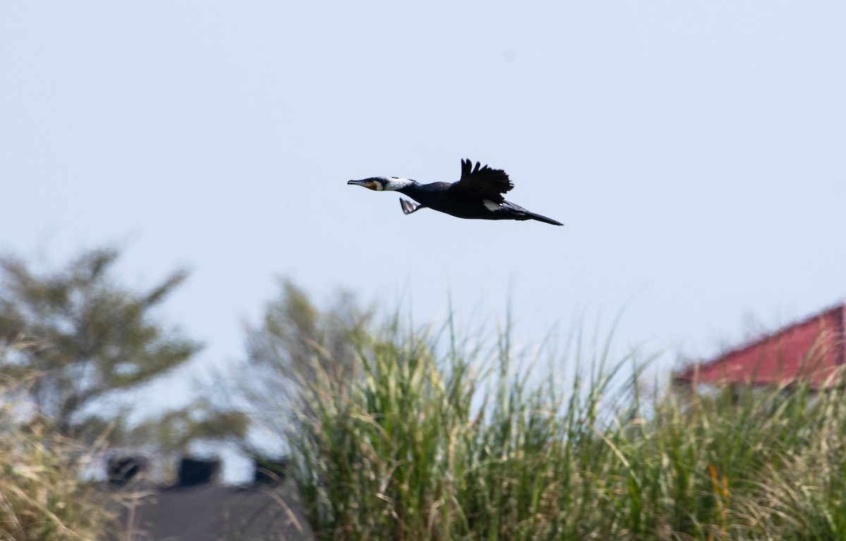 Great Cormorant - ML310000281