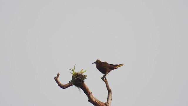 Russet-backed Oropendola (Russet-backed) - ML310000351