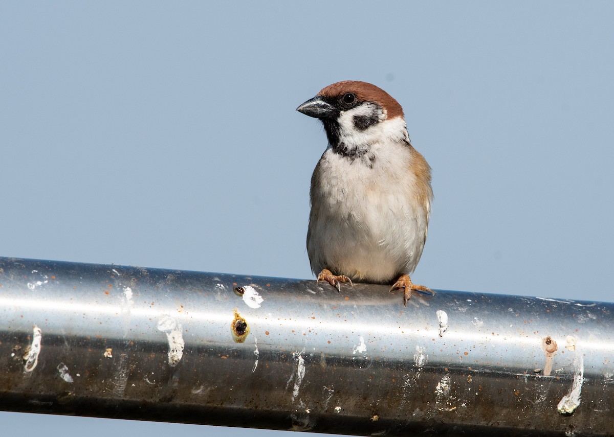 Eurasian Tree Sparrow - ML310000431