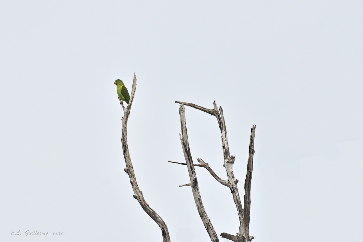 Orange-chinned Parakeet - ML310001711