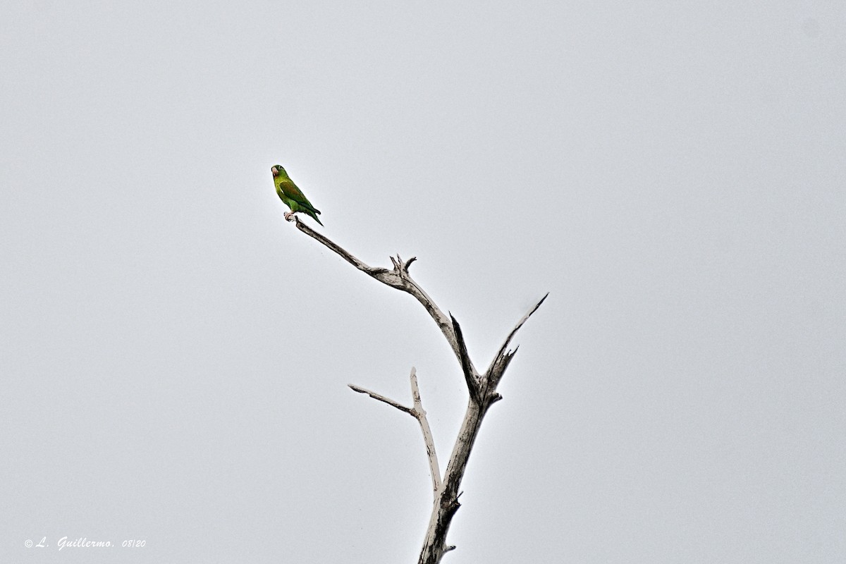 Orange-chinned Parakeet - ML310001751