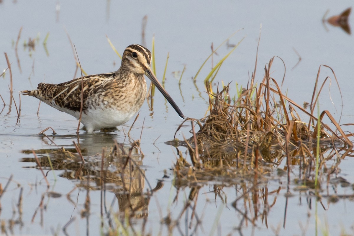 Common Snipe - Göktuğ  Güzelbey