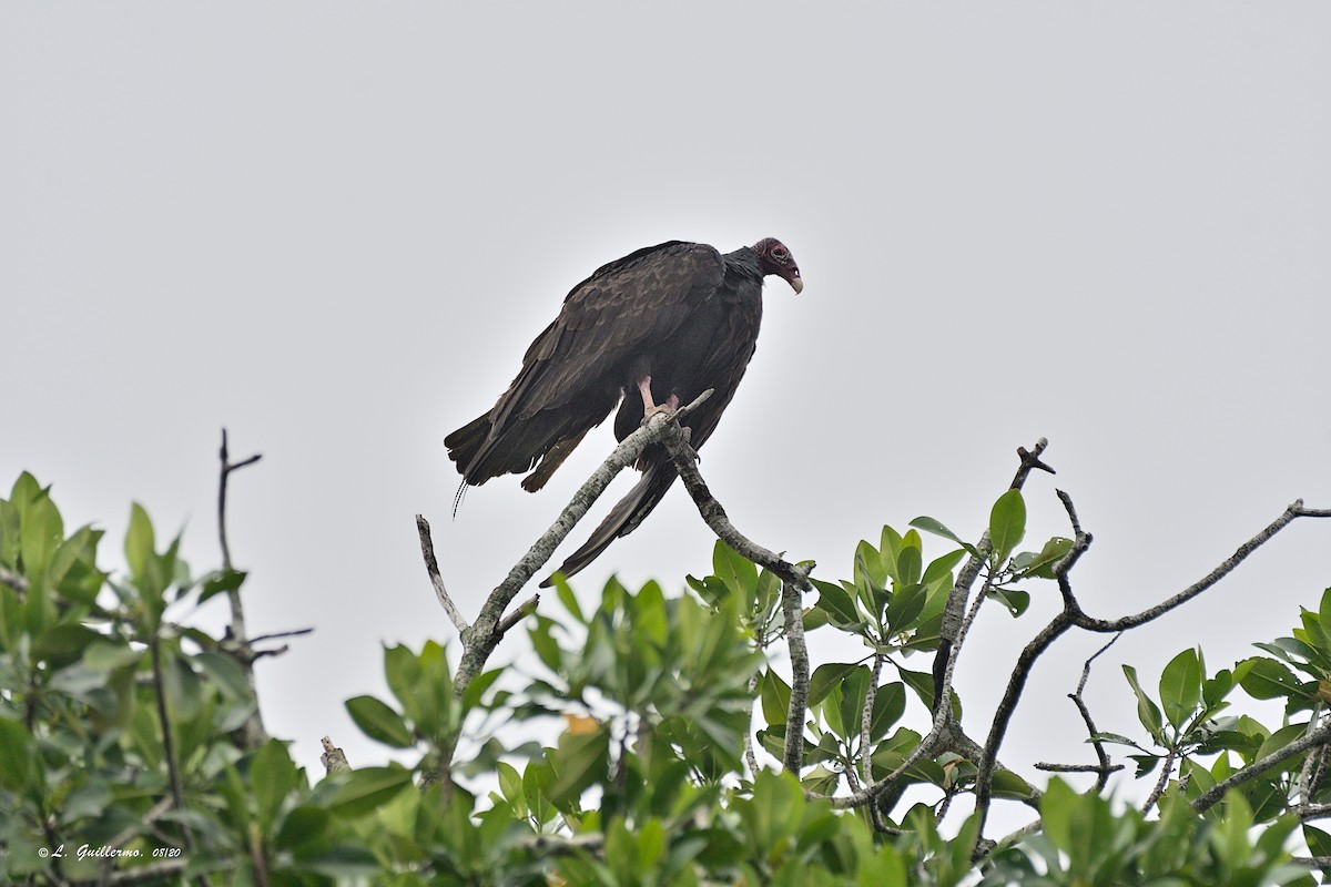 Turkey Vulture - ML310002061