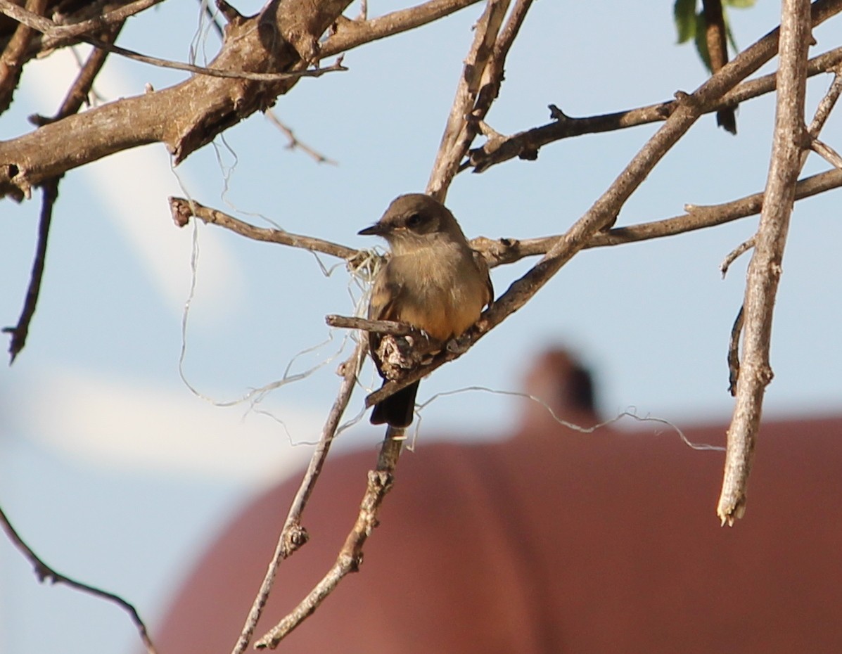 Say's Phoebe - Jessie  Brantwein