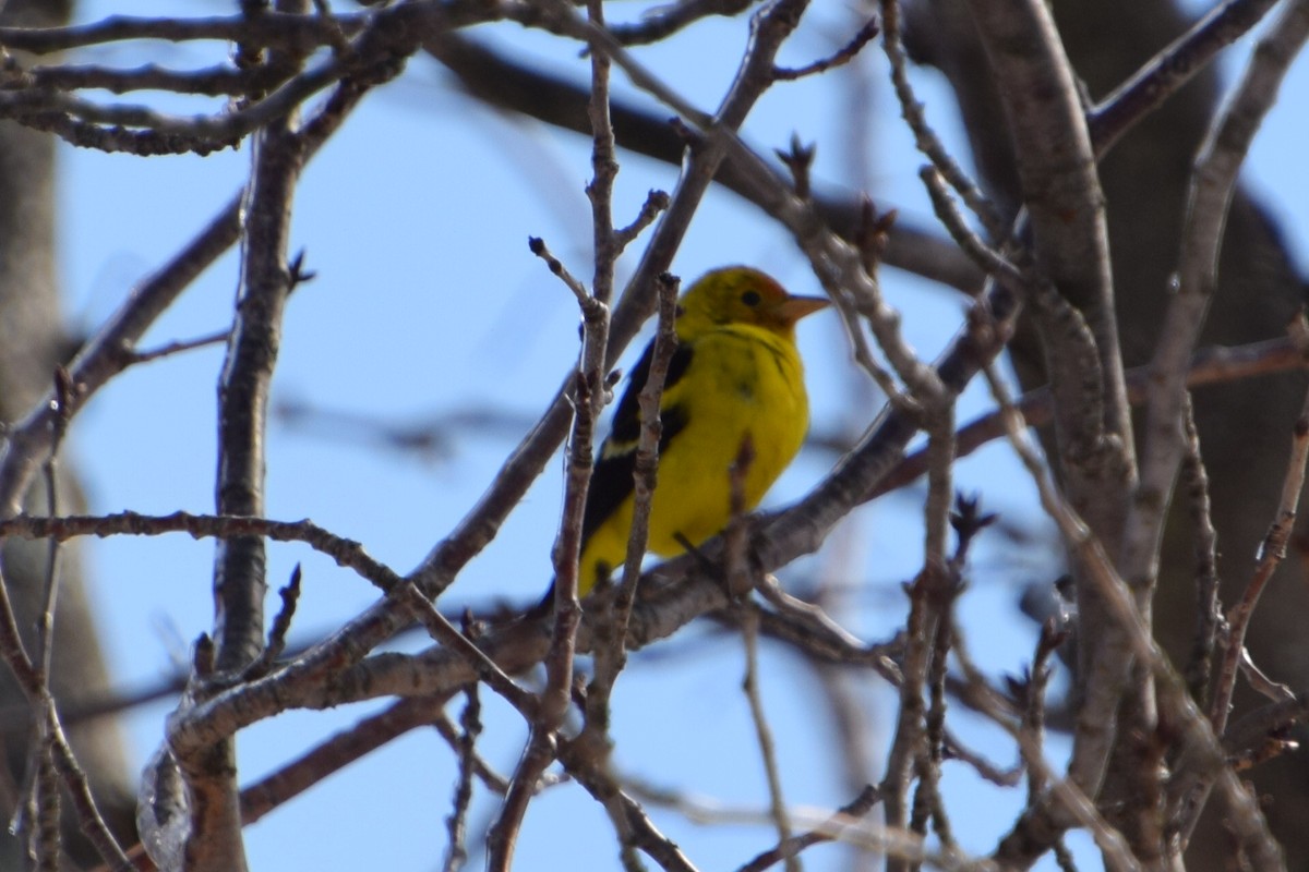 Western Tanager - ML310002791