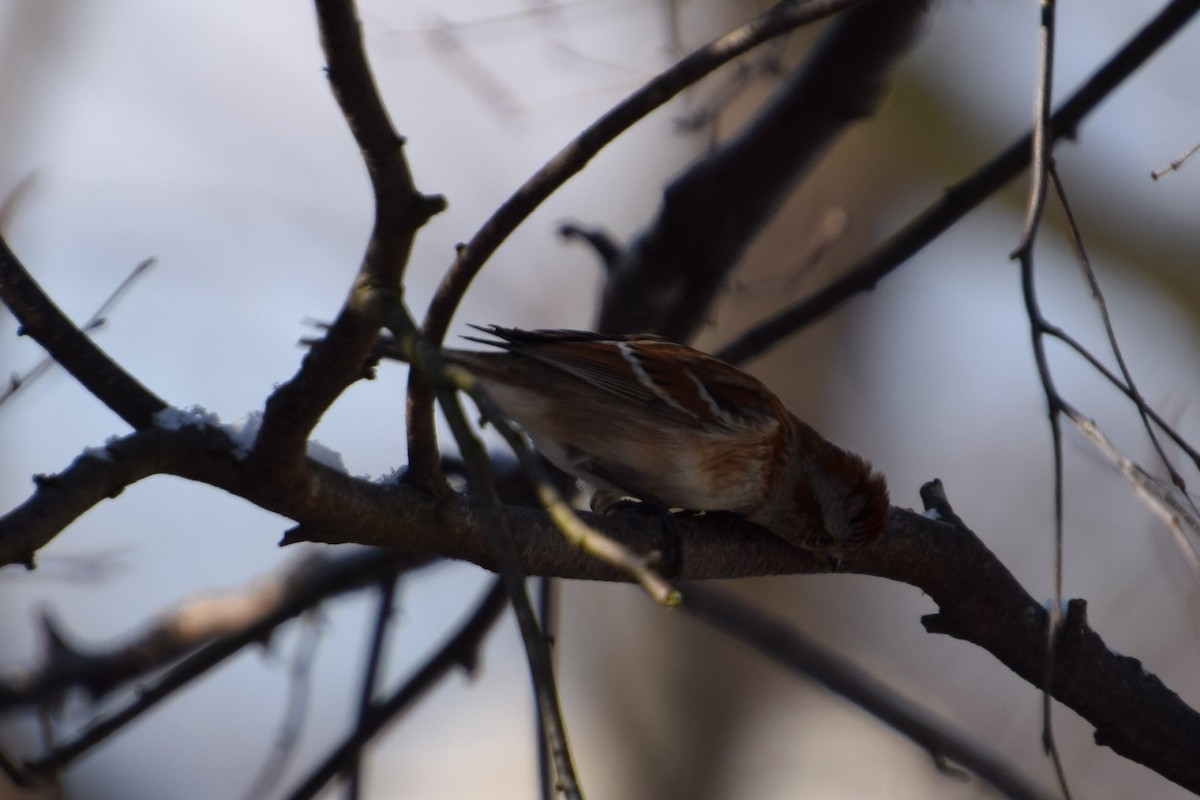 American Tree Sparrow - ML310003281