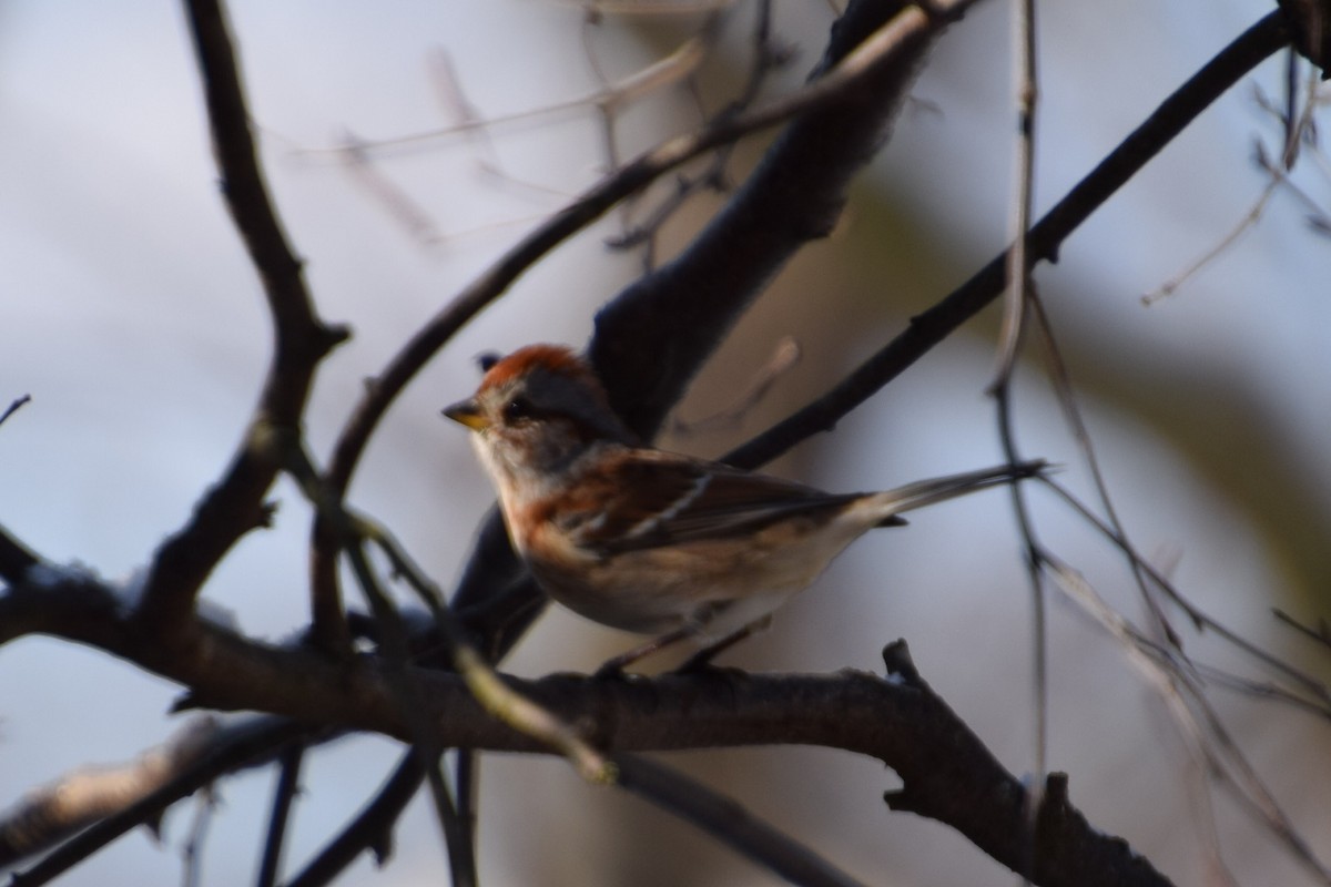 American Tree Sparrow - ML310003291