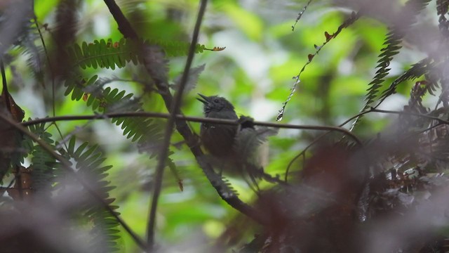 Foothill Stipplethroat - ML310003421