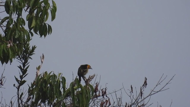 Goldbartvogel - ML310004531