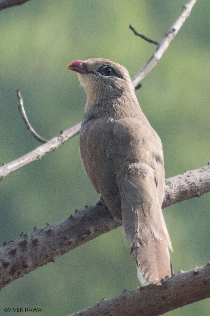 Sirkeer Malkoha - ML310004961