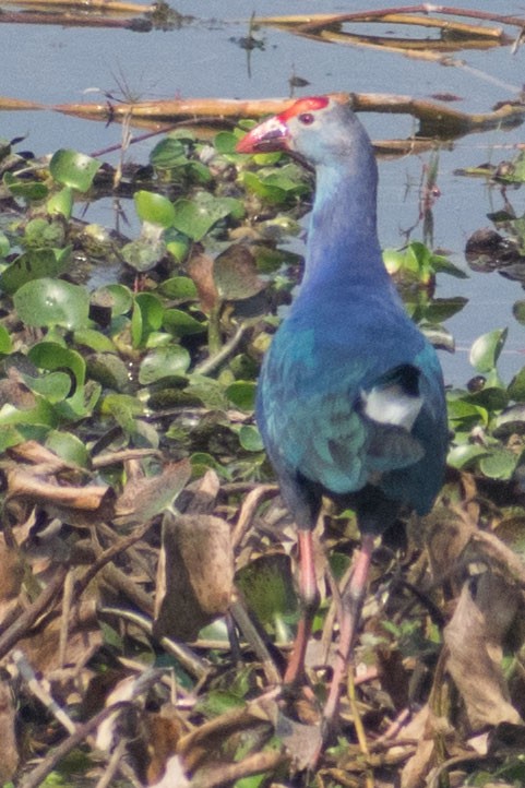 Gray-headed Swamphen - Vivek Rawat