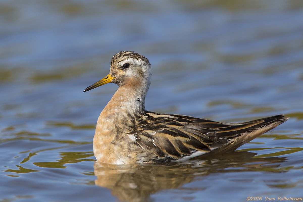 Red Phalarope - ML31000531